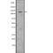 Jagged Canonical Notch Ligand 2 antibody, abx216341, Abbexa, Western Blot image 