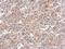 Wnt Family Member 7A antibody, NBP2-20913, Novus Biologicals, Immunohistochemistry paraffin image 