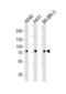 Calpain 2 antibody, LS-B14550, Lifespan Biosciences, Western Blot image 