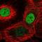 Cyclin Q antibody, NBP2-56810, Novus Biologicals, Immunofluorescence image 