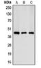 Creatine Kinase, M-Type antibody, LS-C352028, Lifespan Biosciences, Western Blot image 