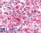 Muscarinic acetylcholine receptor M2 antibody, LS-A1331, Lifespan Biosciences, Immunohistochemistry frozen image 
