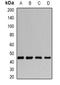 Death Associated Protein 3 antibody, orb341212, Biorbyt, Western Blot image 