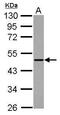 THUMP Domain Containing 2 antibody, PA5-32045, Invitrogen Antibodies, Western Blot image 