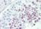 Serine/Threonine Kinase 40 antibody, orb69956, Biorbyt, Immunohistochemistry paraffin image 