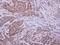 Aldo-Keto Reductase Family 1 Member D1 antibody, GTX109328, GeneTex, Immunohistochemistry paraffin image 