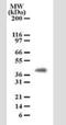 Peptidoglycan Recognition Protein 4 antibody, NB100-56721, Novus Biologicals, Western Blot image 