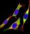 Rac Family Small GTPase 2 antibody, M01714, Boster Biological Technology, Immunofluorescence image 