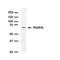 ATRX Chromatin Remodeler antibody, MA1-23338, Invitrogen Antibodies, Western Blot image 