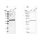 Mitochondrial Ribosomal Protein L37 antibody, NBP1-82622, Novus Biologicals, Western Blot image 