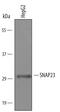 Synaptosome Associated Protein 23 antibody, AF6306, R&D Systems, Western Blot image 