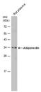 Adiponectin, C1Q And Collagen Domain Containing antibody, PA5-78288, Invitrogen Antibodies, Western Blot image 