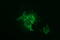 F11 Receptor antibody, M02068-2, Boster Biological Technology, Immunofluorescence image 