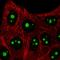 SET Domain And Mariner Transposase Fusion Gene antibody, HPA057999, Atlas Antibodies, Immunofluorescence image 