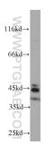Fc Fragment Of IgE Receptor II antibody, 60208-1-Ig, Proteintech Group, Western Blot image 