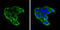 Insulin Like Growth Factor Binding Protein 1 antibody, GTX129006, GeneTex, Immunocytochemistry image 