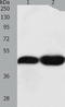 Tektin 1 antibody, TA322108, Origene, Western Blot image 