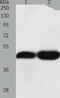 Tektin-1 antibody, TA322108, Origene, Western Blot image 