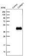Cell Growth Regulator With EF-Hand Domain 1 antibody, NBP1-84496, Novus Biologicals, Western Blot image 