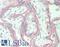 Basigin (Ok Blood Group) antibody, LS-B11771, Lifespan Biosciences, Immunohistochemistry paraffin image 