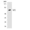Sp2 Transcription Factor antibody, LS-C200714, Lifespan Biosciences, Western Blot image 