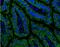 Catenin Alpha 1 antibody, NBP2-15723, Novus Biologicals, Immunohistochemistry frozen image 
