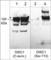 DISC1 Scaffold Protein antibody, DP3061, ECM Biosciences, Western Blot image 