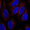 Solute Carrier Family 15 Member 3 antibody, HPA057642, Atlas Antibodies, Immunocytochemistry image 