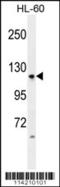 Leucine Rich Repeat Containing G Protein-Coupled Receptor 5 antibody, 61-474, ProSci, Western Blot image 