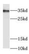 Fructosamine 3 Kinase Related Protein antibody, FNab03175, FineTest, Western Blot image 