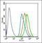 ATP Citrate Lyase antibody, orb5744, Biorbyt, Flow Cytometry image 