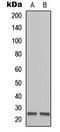 MOB Kinase Activator 1B antibody, LS-C356185, Lifespan Biosciences, Western Blot image 