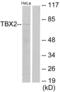 T-Box 2 antibody, LS-C119011, Lifespan Biosciences, Western Blot image 