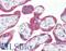 Musashi RNA Binding Protein 2 antibody, LS-B7105, Lifespan Biosciences, Immunohistochemistry frozen image 