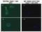 Glypican 1 antibody, 34029, QED Bioscience, Immunofluorescence image 