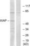 Baculoviral IAP repeat-containing protein 4 antibody, LS-C117731, Lifespan Biosciences, Western Blot image 