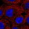 Alpha-1-acid glycoprotein antibody, NBP2-55785, Novus Biologicals, Immunocytochemistry image 