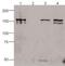 Cas9 antibody, MA5-23519, Invitrogen Antibodies, Immunoprecipitation image 