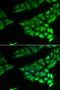 PSA antibody, LS-B14753, Lifespan Biosciences, Immunofluorescence image 