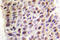 Lysine Acetyltransferase 5 antibody, LS-C176618, Lifespan Biosciences, Immunohistochemistry frozen image 