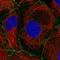 Plakophilin 2 antibody, HPA056908, Atlas Antibodies, Immunofluorescence image 
