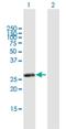 Ras association domain-containing protein 3 antibody, H00283349-B01P, Novus Biologicals, Western Blot image 