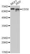 CD58 Molecule antibody, A5684, ABclonal Technology, Western Blot image 