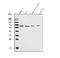 Solute Carrier Family 22 Member 3 antibody, A04914-1, Boster Biological Technology, Western Blot image 