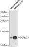 Defensin Beta 132 antibody, 13-778, ProSci, Western Blot image 
