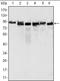 MutL Homolog 1 antibody, orb88965, Biorbyt, Western Blot image 