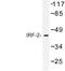 Interferon Regulatory Factor 2 antibody, LS-C176732, Lifespan Biosciences, Western Blot image 