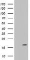 Interleukin 17B antibody, TA803410, Origene, Western Blot image 