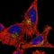 RasGEF Domain Family Member 1A antibody, NBP1-85670, Novus Biologicals, Immunofluorescence image 