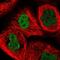 Autophagy Related 16 Like 2 antibody, HPA045444, Atlas Antibodies, Immunofluorescence image 